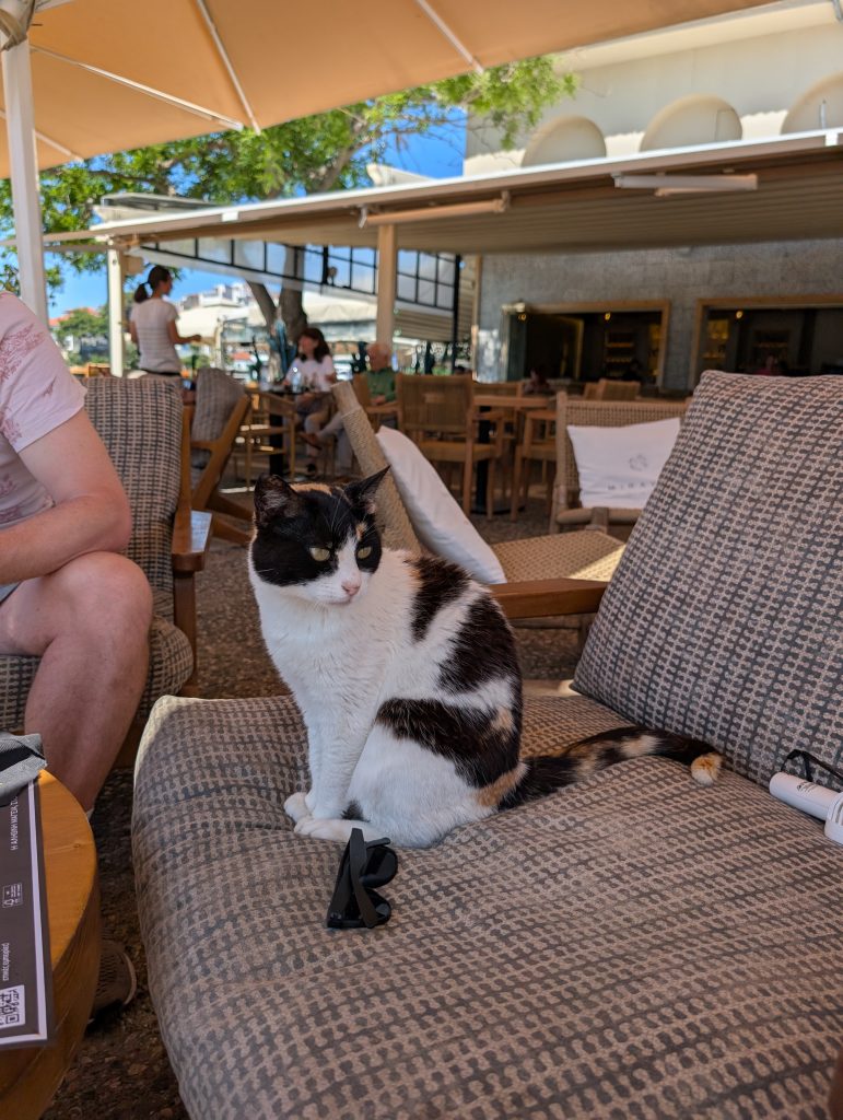 a cat sat on a chair